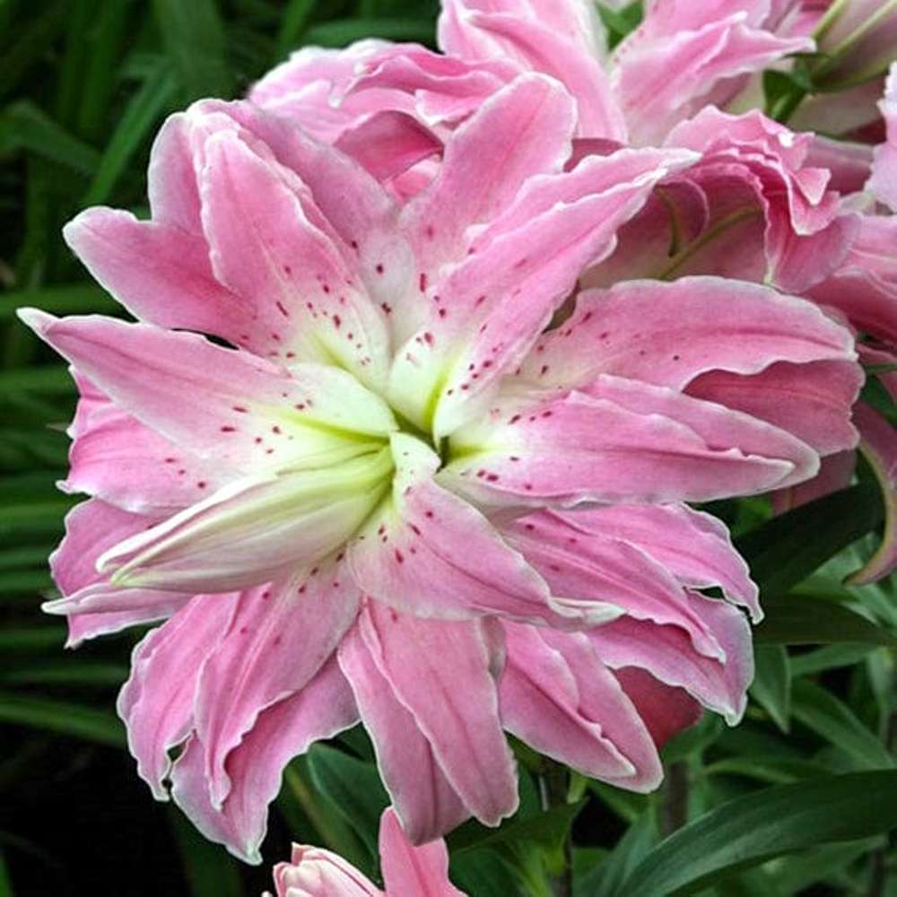 Lilja 'Lotus Elegance'